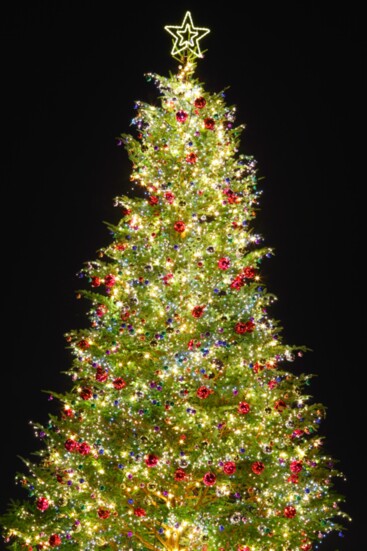 Christmas trees are the centerpiece of the holiday season for many, representing light, joy and the spirit of giving. 