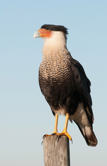 Example of a Crested caracara
