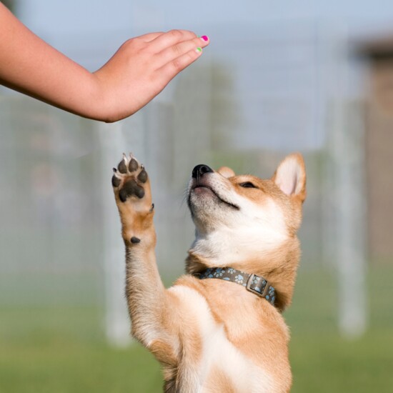 High Five