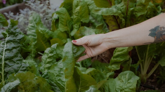 Featured image for The Edible Backyard