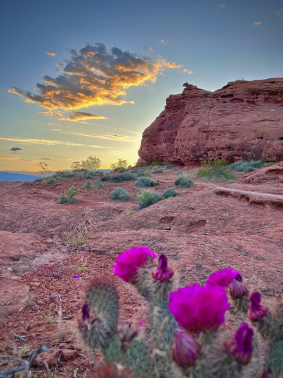 Chuckawalla/Turtle Wall  Trail 