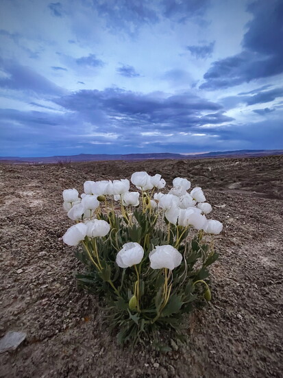 Bearclaw Poppy Trail