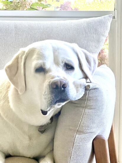 The Oeming's family dog Casper