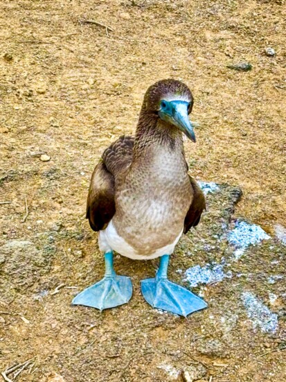 The iconic Blue Footed Boogie