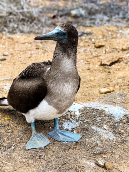 Blue Footed Boobie