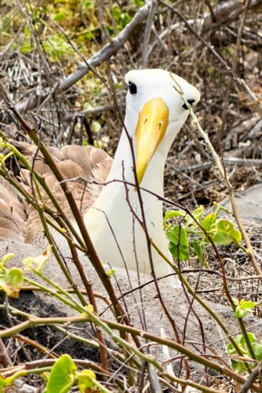 Galápagos Albatross