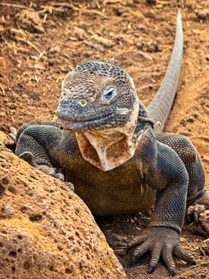 LandGiant land iguana were the most curious