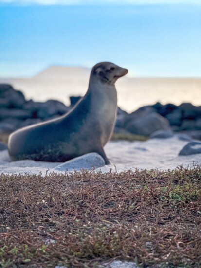 Galápagos Sea Lion