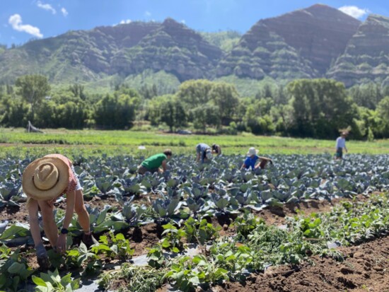 Farm To Summit sources their food from local farms