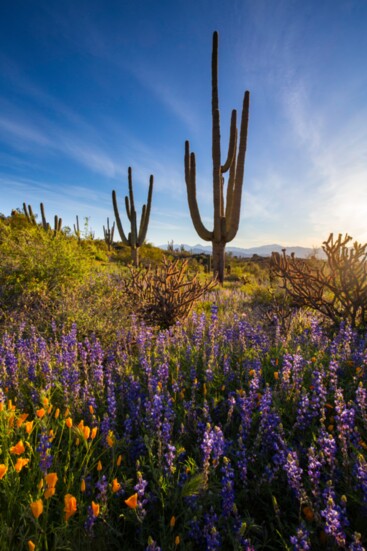 A majestic saguaro on the Granite Mountain Loop, McDowell Sonoran Preserve. 