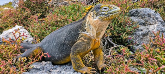 The Galápagos Land Iguana is endemic to several of the Galápagos Islands.  It has evolved a thicker skin and lighter color to reflect heat of the Equatorial Sun