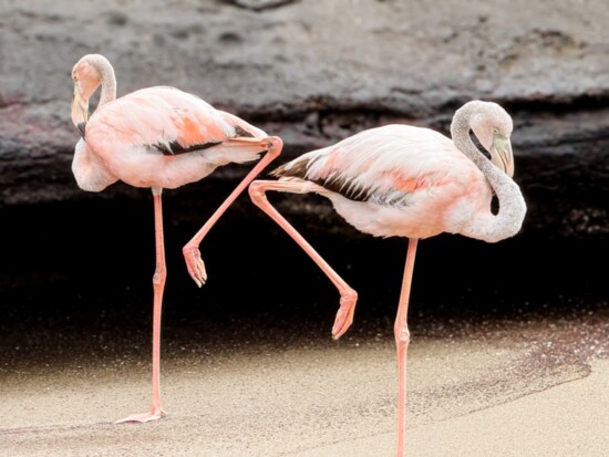 There are 400-500 individual Pink Flamingos on Galápagos Islands.  Their pink color reflects their diet made up exclusively from shrimp and crustaceans