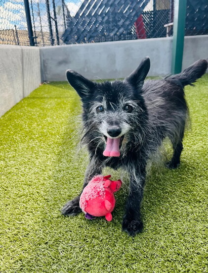 Pepper's Senior Dog Sanctuary - Candy