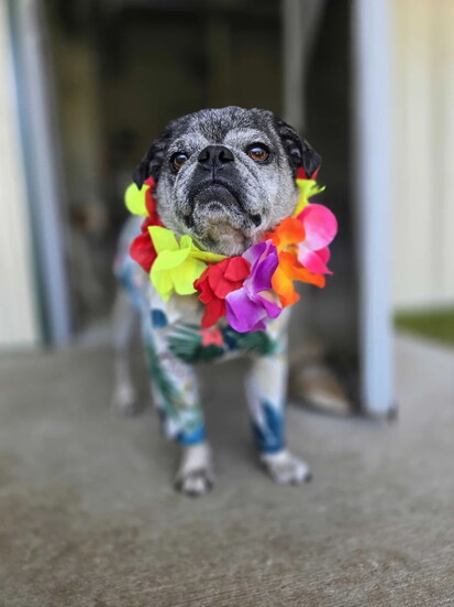 Pepper's Senior Dog Sanctuary - Wilbur