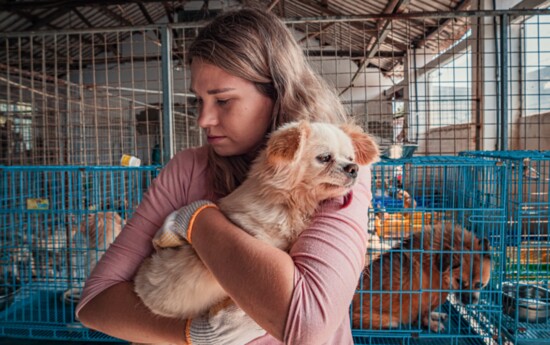 Humane Society Fort Worth