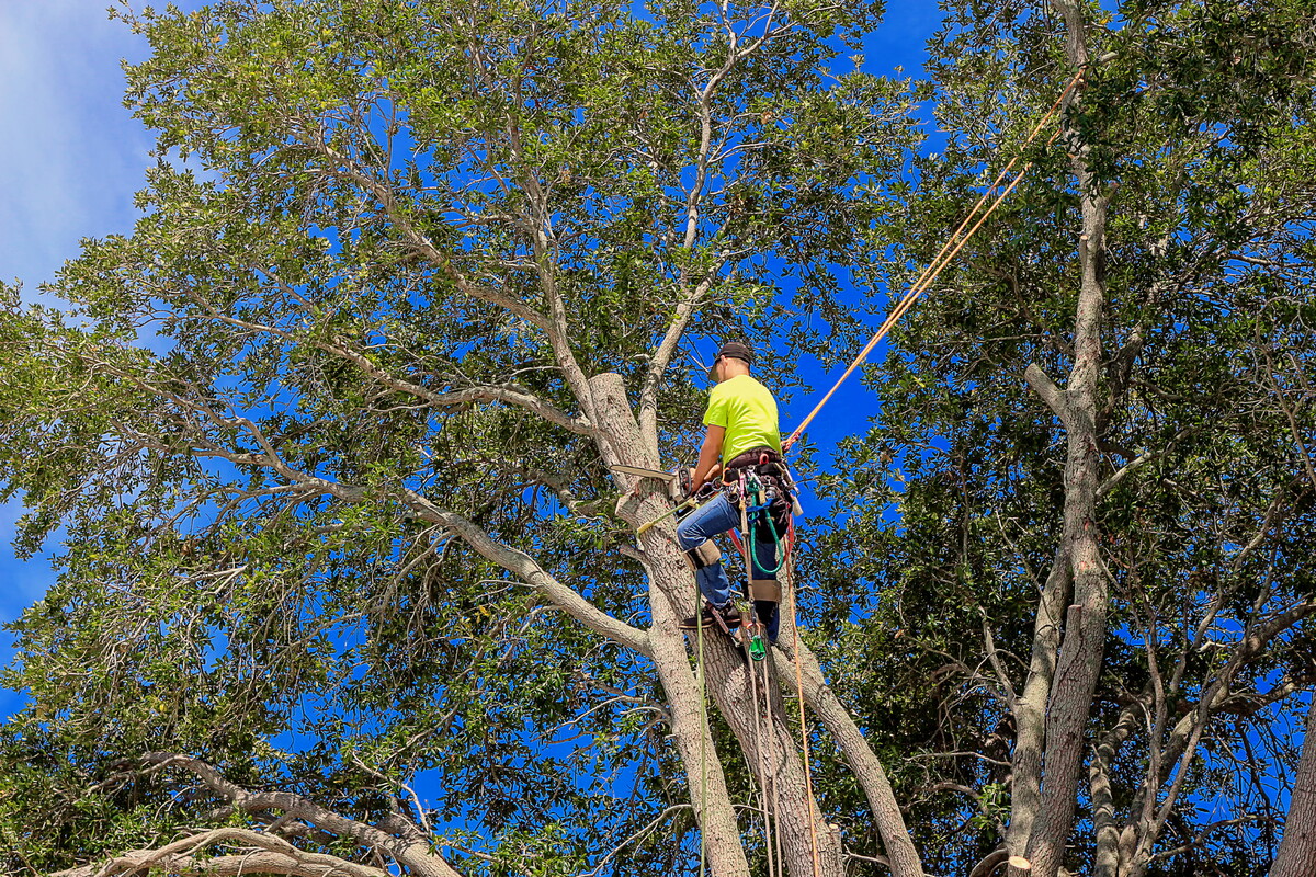 The Giving Trees