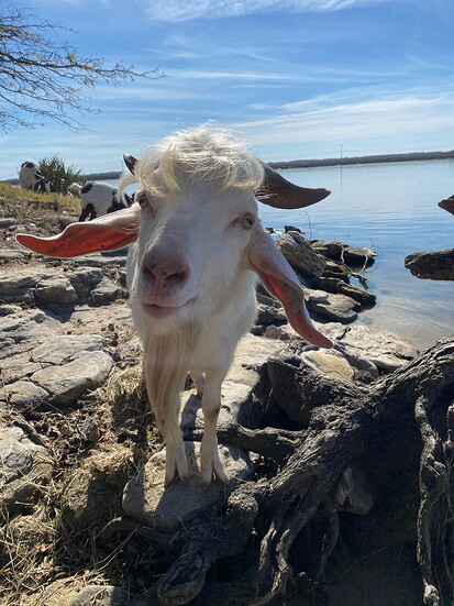 Rocky, Goat Island’s photogenic billy goat, stands along the rocky shoreline in Trinity.