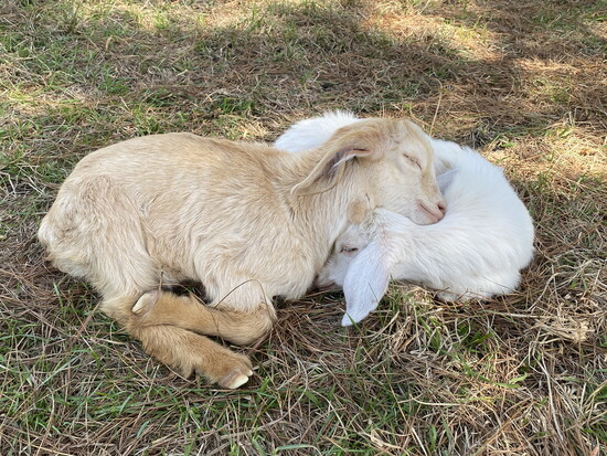 Two Goat Island kids rest together in the grass during a quiet moment near the Trinity shoreline.