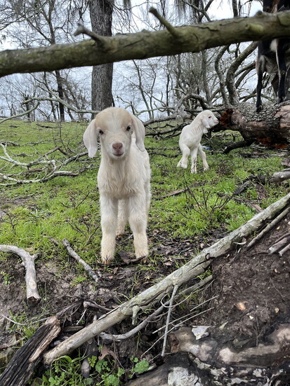 A Goat Island kid stands among fallen branches and spring grass near the Trinity shoreline.