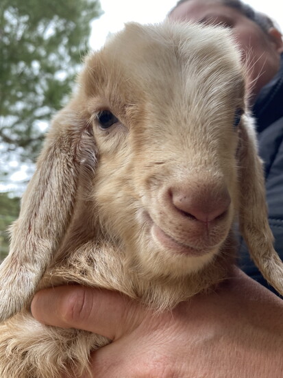 Baby Achilles, one of Goat Island’s youngest kids, gets a close-up moment in Trinity.