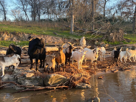 Vader, the large black goat and Rocky’s successor, stands with the Goat Island herd along the Trinity shoreline.