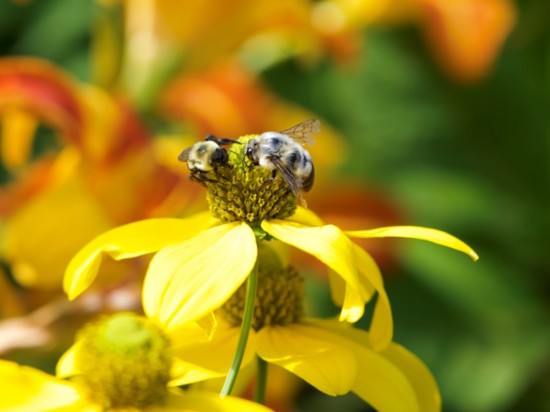 Native Bee (Photo: Nancy Breakstone)