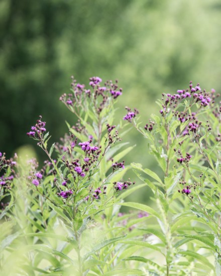 Native Plant at Trout Brook Valley (Photo: Nancy Moon)