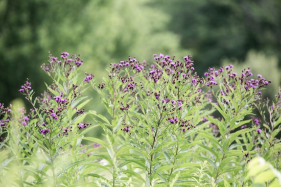 Native Plant at Trout Brook Valley (Photo: Nancy Moon)