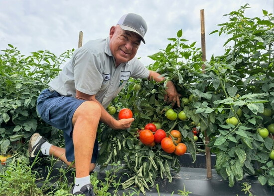 Atkinson displays a tomato crop he has carefully cultivated.
