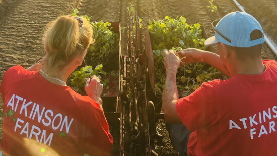 The Atkinson farm team individually harvests each piece of homegrown produce.