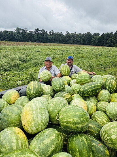 Atkinson and his son Bobby hard at work harvesting watermelons.