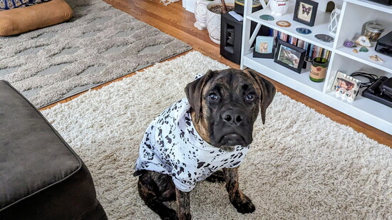 Rolo
