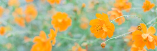 Yellow sulfur cosmos do well in Texan community gardens.