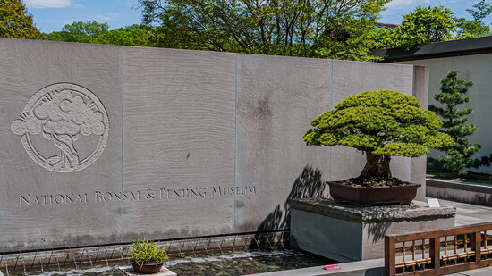The National Bonsai and Penjing Museum