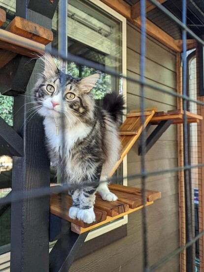 Kadasi enjoying a perch within the Feline Fine Catio, a custom built catio by Elwing Works, LLC. Photo contributed by Elwing Works, LLC.