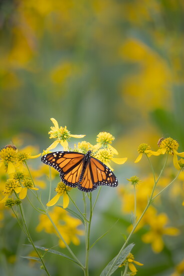 Photography: Terry Cook