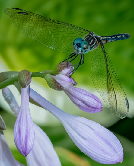 Dragonfly at Leonard J. Buck Gardens, Far Hills