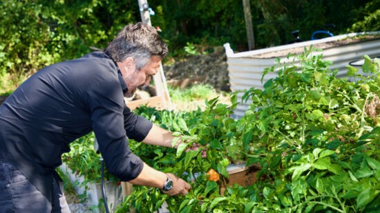 Picking peppers at his home garden