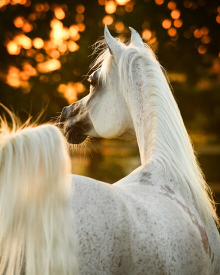 World Champion Anood Al Nasser - Akmal Stud, KSA