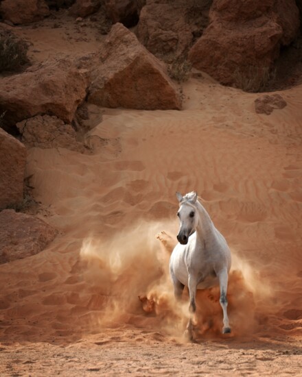 Arabian Mare - Dubai Stud, Dubai