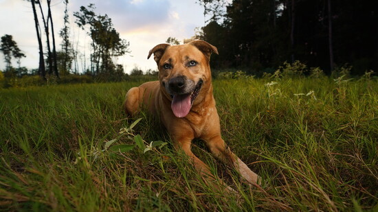 Animals provide comfort, connection, and stress relief through therapeutic interactions. Photo by Mutt Mugs Photography
