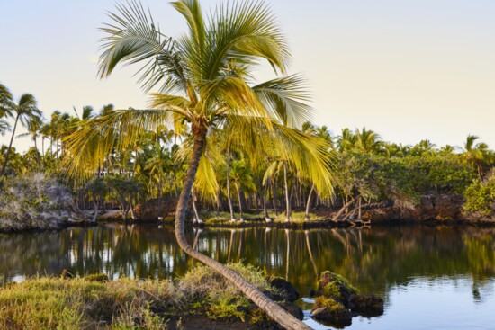 Ponds at Mauna Lani, Photo by Nicole Franzen