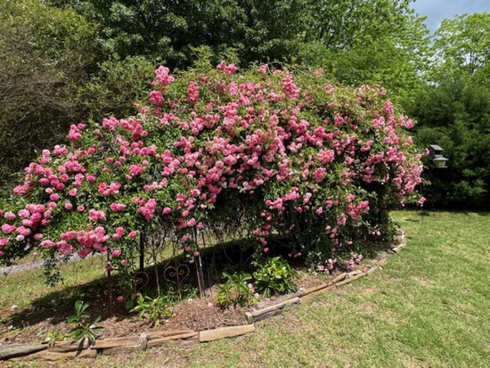 The Krenkel Rose in southwest Cullman is around 75 years old and has been moved from Germany to New York to Birmingham to Cullman. 