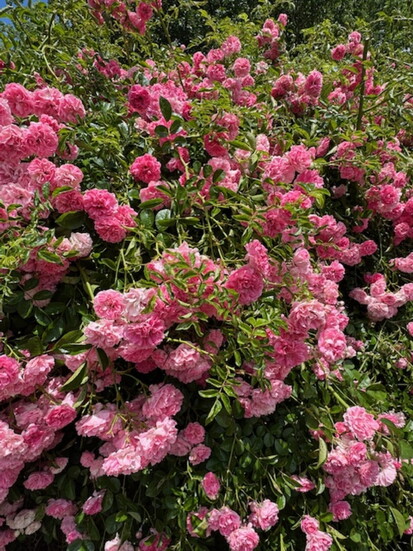 An explosion of pink!