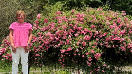 The Krenkel Rose in southwest Cullman is around 75 years old and has been moved from Germany to New York to Birmingham to Cullman. 