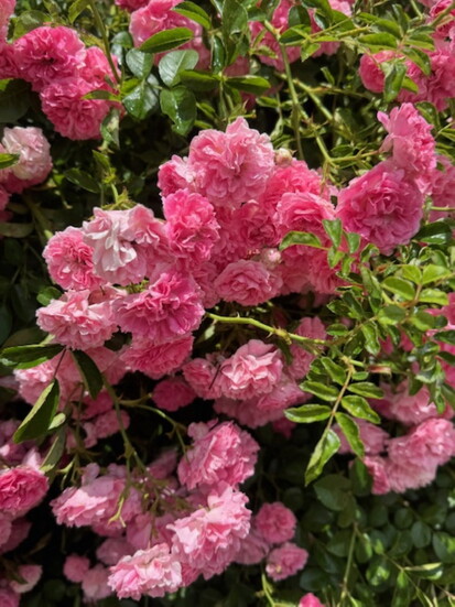 A close-up shot of the beautiful, 75-year-old rose bush