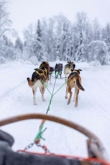 Dogsledding in Lapland, Finland