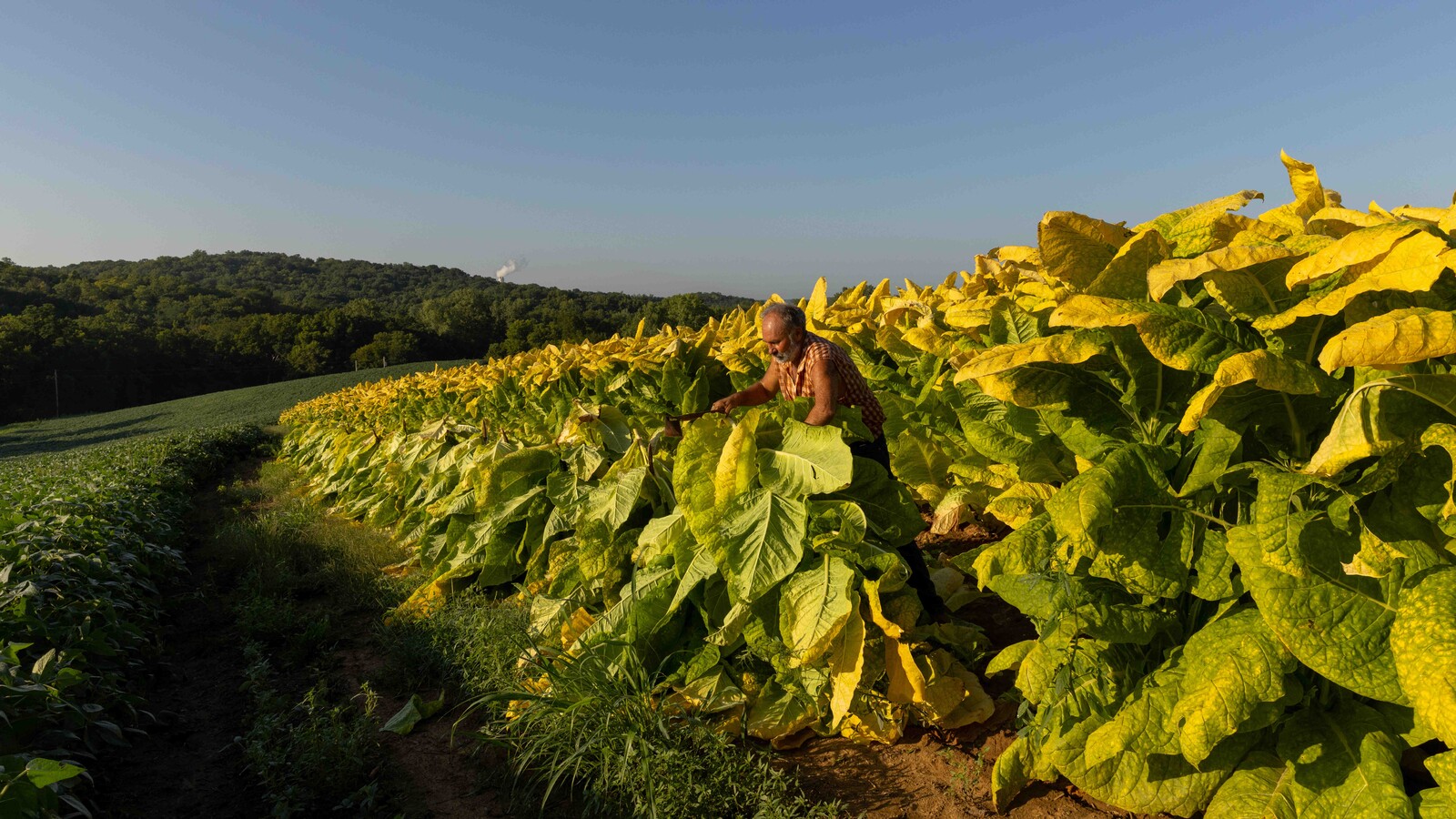 tobacco farming The Last Tobacco Farms of Missouri tobacco farming The Last Tobacco Farms of Missouri