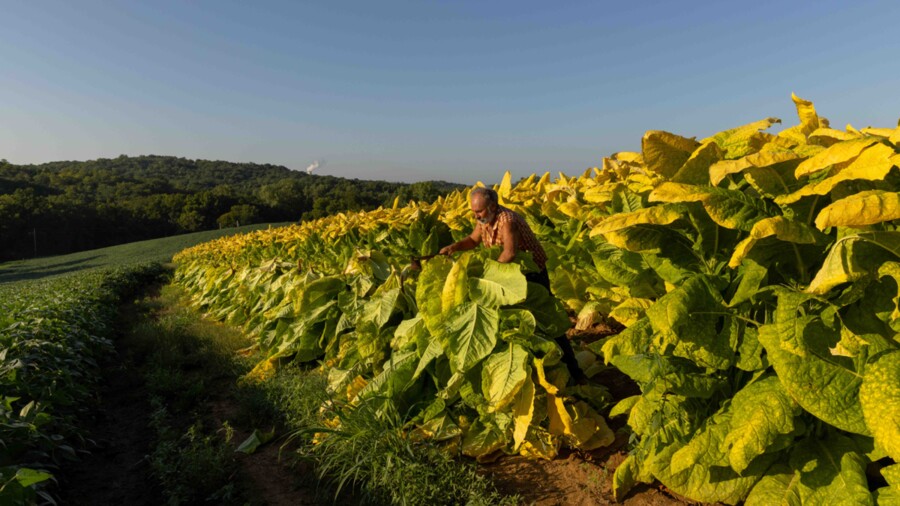 tobacco plantation near me The Last Tobacco Farms of Missouri