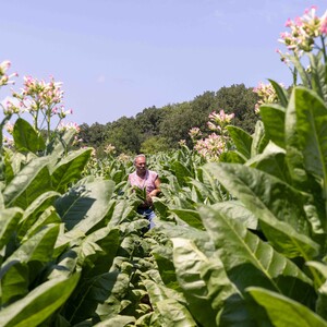 The Last Tobacco Farms of Missouri